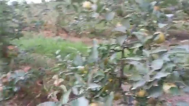 КРУТЫЕ ЯБЛОКИ КРАСНОДАРСКОГО КРАЯ смотреть онлайн