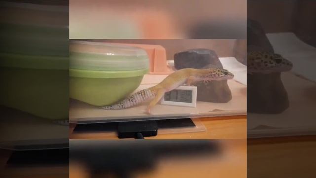 Эублефар - самый неприхотливый домашний питомец! смотреть онлайн