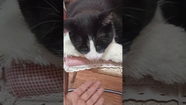 Как самим быстро и красиво подновить мебель! ???ПЕРЕТЯЖКА ДИВАНА И СТУЛЬЕВ СВОИМИ РУКАМИ! смотреть онлайн