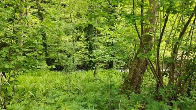 50 соток Возле горной РЕКИ!! Чвижепсе ! смотреть онлайн