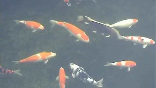 vijver met ph sturing koivrienden.be смотреть онлайн