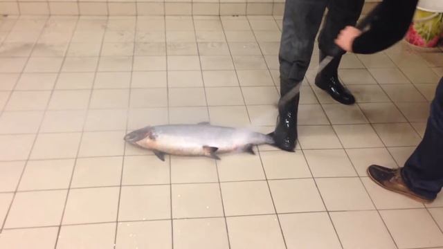 Как быстро и просто почистить рыбу смотреть онлайн