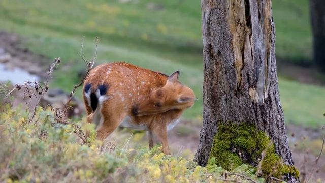 Евгений Евтушенко "Берегите эти земли, эти воды..." смотреть онлайн
