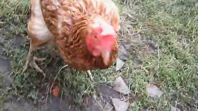 Куры в селе Смолькино клюют с рук подсолнух смотреть онлайн