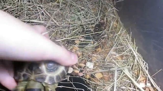 Термо-коврик для рептилий.Реакция Кнопы. Моя Черепашка РАЗГОВАРИВАЕТ????? смотреть онлайн