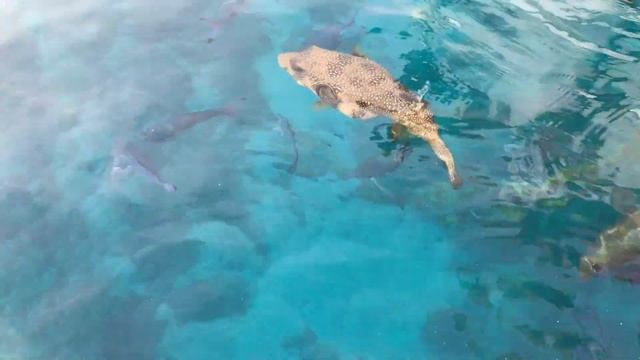Домина Корал бей отель: рыбы / Domina Coral bay hotel: fishes смотреть онлайн