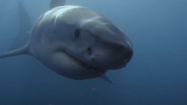 Почему в Аквариумах Нет Большой Белой Акулы смотреть онлайн