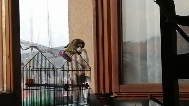 Щегол ест одуванчики | Goldfinch eating dandelions смотреть онлайн