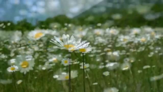 Не дари мне цветов покупных yuhansson смотреть онлайн