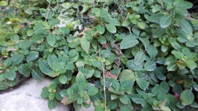 Barleria repens - grow & care (Small bush violet) смотреть онлайн