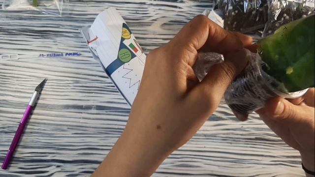 Распаковка посылки с фиалками смотреть онлайн