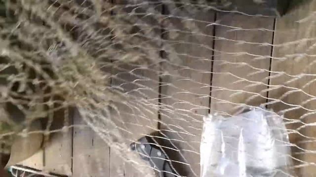 Сгнил подсак из теннисной струны смотреть онлайн