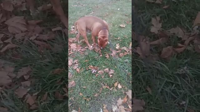 Амстафф папаша на прогулке. Мощь💪