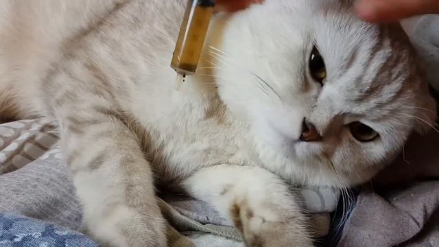 КАК НАПОИТЬ КОТА, КОШКУ ЛЕКАРСТВАМИ. ПРИНУДИТЕЛЬНОЕ КОРМЛЕНИЕ ЖИВОТНОГО ИЗ ШПРИЦА смотреть онлайн