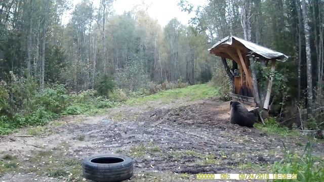 Мишка испугался птички и бзданул