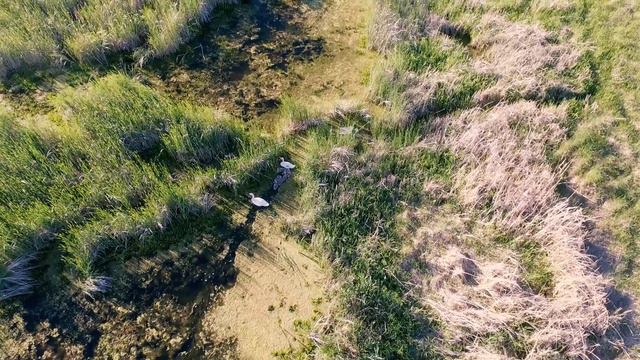 Полет к лебедям и уткам на воде | The swans, the ducks on swamp смотреть онлайн