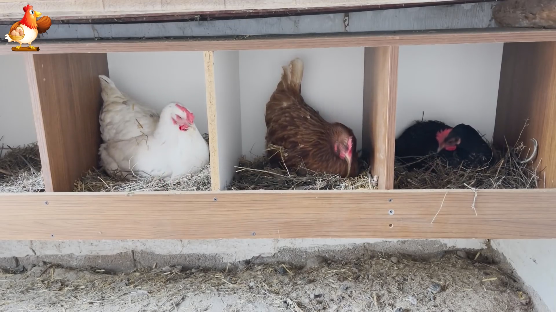 Самые простые гнезда для кур несушек классика смотреть онлайн
