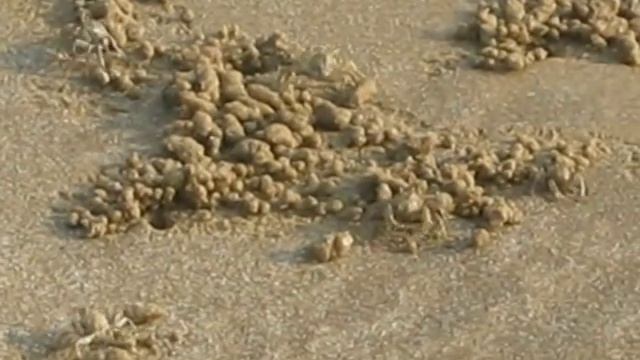 Крабы, которые тут живут. Crabs living here смотреть онлайн