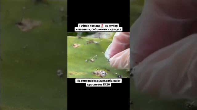 Губная помада? из жуков кошениль, собранных с кактуса?. Из этих насекомых добывают краситель Е120 смотреть онлайн