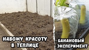 Весенне - тепличный сезон открыт !!! БАНАНОВЫЙ эксперимент :)