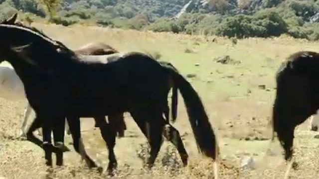 Свободные лошади. Из фильма "Оствинд: наследие Оры". смотреть онлайн