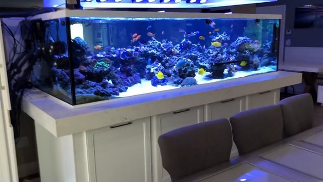 675 gallon Rainbow Reef tour смотреть онлайн