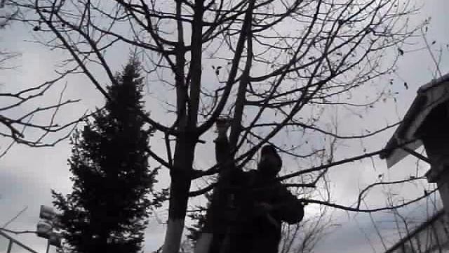 Осень . Обрезка деревьев смотреть онлайн