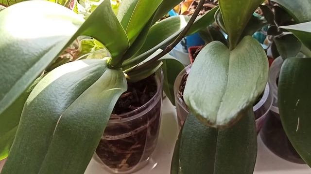 Как я поливаю орхидеи/ Мои орхидеи в конце октября/ Жара на окне смотреть онлайн