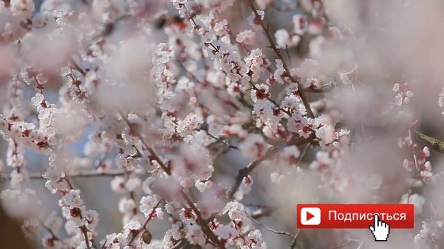 Стань магнитом для мужчин! Медитация женственности смотреть онлайн