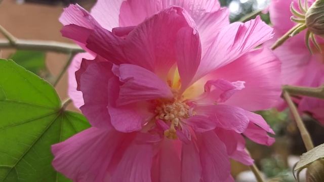 Sthal padma / Hibiscus mutabilis plant simple care and propagation ??? смотреть онлайн