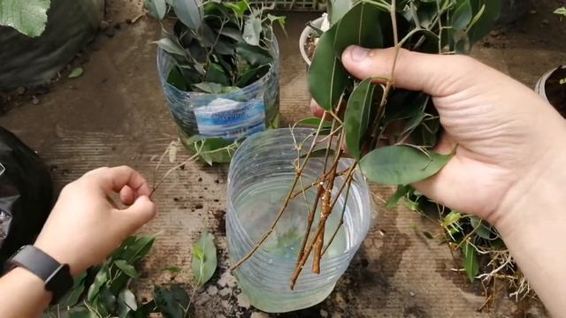 Назревшие посадки и пересадки смотреть онлайн