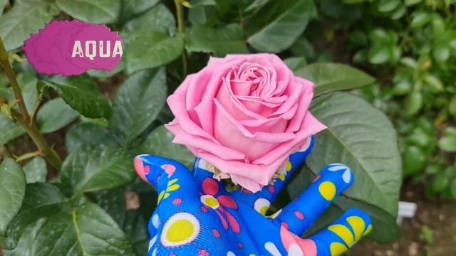 НЕПРИХОТЛИВЫЕ и ОЧЕНЬ КРАСИВЫЕ сорта РОЗ! Прогулка ПО САДУ! Начало цветения! смотреть онлайн