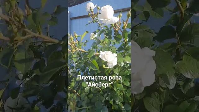 Плетистая роза "Айсберг" смотреть онлайн