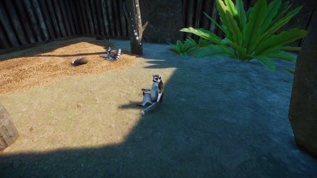 The ring-tailed lemur (or Lemur catta) смотреть онлайн