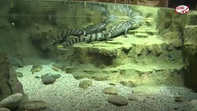 Первыми посетителями Бакинского зоопарка стали дети шехидов и воспитанники детдомов смотреть онлайн