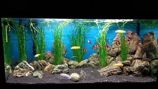 Тетраодон Фахака (Tetraodon Fahaka) зарылся в грунт.