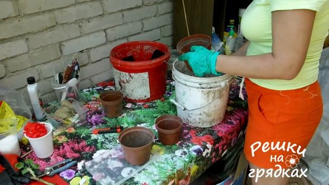 Герань Размножение черенками Как посадить герань смотреть онлайн