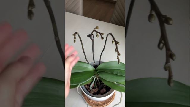 Обзор сорта Tulcan🌸 смотреть онлайн