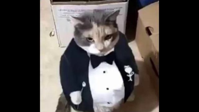 Celal Şengör Kedi смотреть онлайн