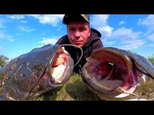 СОМЫ ДУРЕЮТ ОТ ЭТОГО ЗВУКА.  НАЧАЛО ЛЮТОЙ ЖАРЫ. РЫБАЛКА