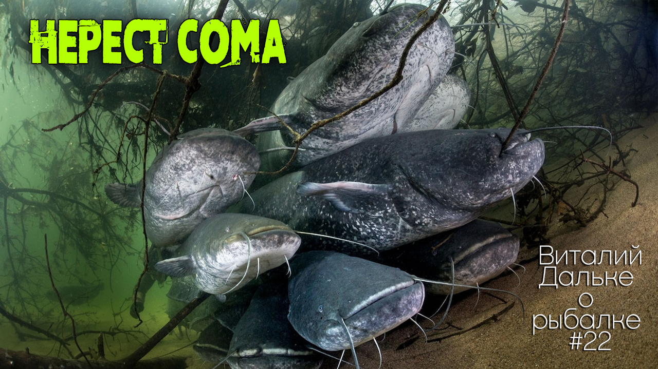 НЕРЕСТ СОМА. Когда как и где нерестится сом | Виталий Дальке