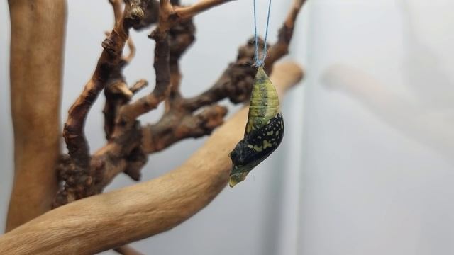 Самая большая бабочка в мире! Выводим тропических бабочек дома. Что-то пошло не так… смотреть онлайн