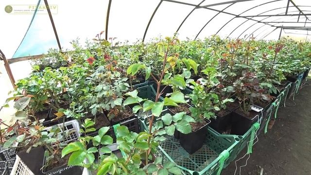 Отправка роз ЗКС. Чем полить после посадки! смотреть онлайн