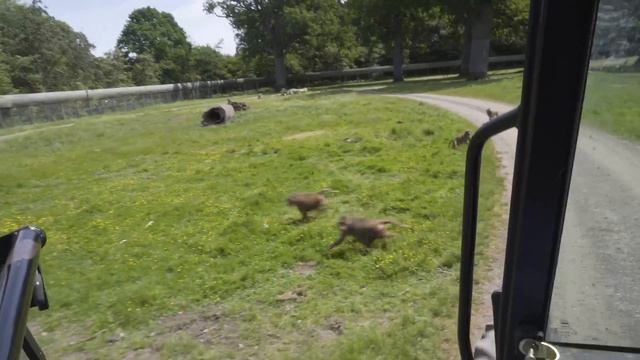 Knutheborg SafariPark in Denmark смотреть онлайн