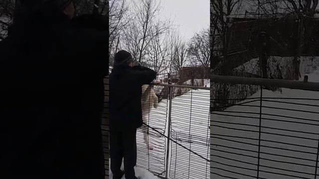 Как встречает алабай хозяев смотреть онлайн