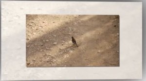 Перелетные птицы. Презентация для детей. Окружающий мир.