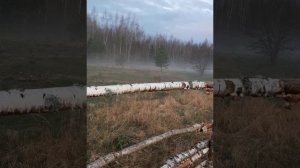 #гончие#охотасрусскимигончими#собаки#хабарок#русскийдомуозера#