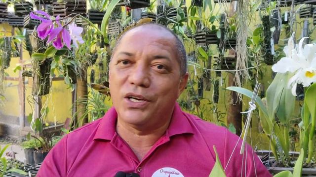 A mesma Rlc. Toshie Aoki "Pizzaz" deu flores diferentes | por Robério Ferreira смотреть онлайн