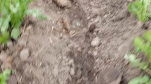 Регулировка и испытание дискового окучника для мотоблока.