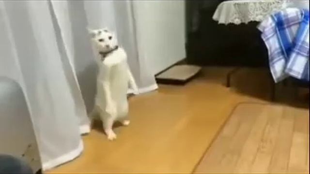 кот ходит под песню бас харбас!!! смотреть онлайн